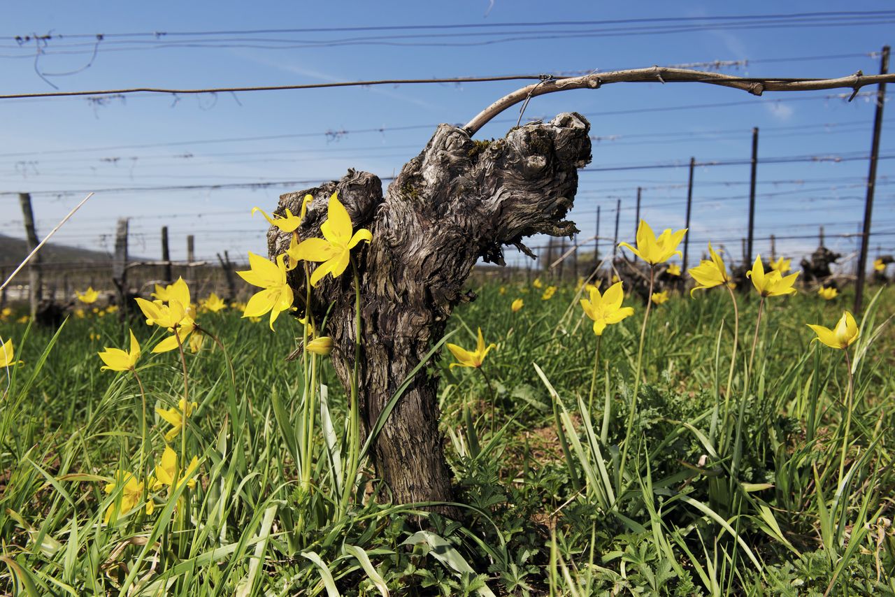 Flore Tulipe de vigne Tul_0411